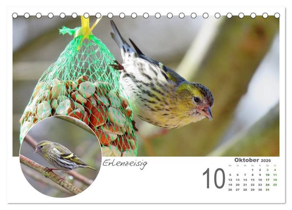 Produktbild: Gefiederte Garteng&auml;ste (Tischkalender 2026 DIN A5 quer), CALVENDO Monatskalender