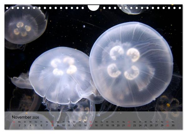 Produktbild: Quallen. Die Welt der Medusen (Wandkalender 2026 DIN A4 quer), CALVENDO Monatskalender