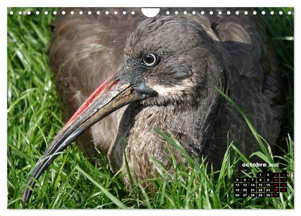 Produktbild: Oiseaux exotiques (Calendrier mural 2026 DIN A4 vertical), CALVENDO calendrier mensuel