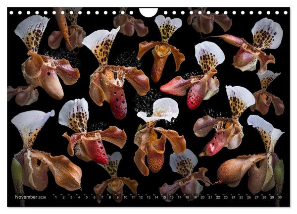 Produktbild: Orchidea (Wandkalender 2026 DIN A4 quer), CALVENDO Monatskalender