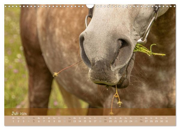 Produktbild: Mit Pferden durch&acute;s Jahr (Wandkalender 2026 DIN A3 quer), CALVENDO Monatskalender