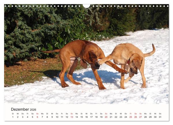 Produktbild: Rhodesian Ridgeback Sch&ouml;nheit aus Afrika (Wandkalender 2026 DIN A3 quer), CALVENDO Monatskalender