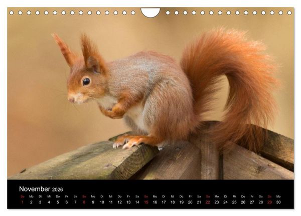 Produktbild: Wilde Heimat (Wandkalender 2026 DIN A4 quer), CALVENDO Monatskalender