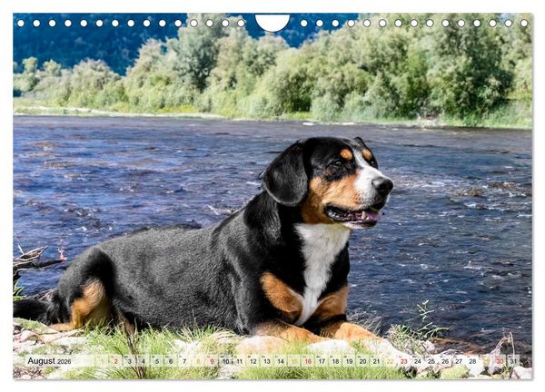 Produktbild: Entlebucher - Temperamentvolle Schweizer Sennenhunde (Wandkalender 2026 DIN A4 quer), CALVENDO Monatskalender
