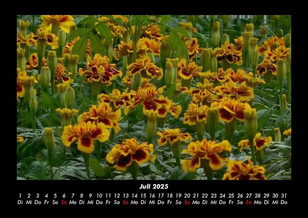 Produktbild: Pflanzen und Bl&uuml;ten 2025 Fotokalender DIN A3