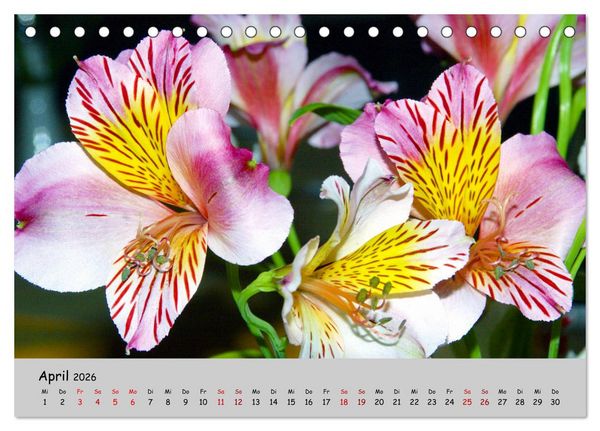 Produktbild: Blumen &uuml;berall, zur Freude Menschen (Tischkalender 2026 DIN A5 quer), CALVENDO Monatskalender