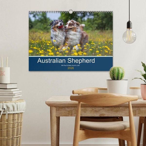 Produktbild: Australian Shepherd 2026 (Wandkalender 2026 DIN A3 quer), CALVENDO Monatskalender