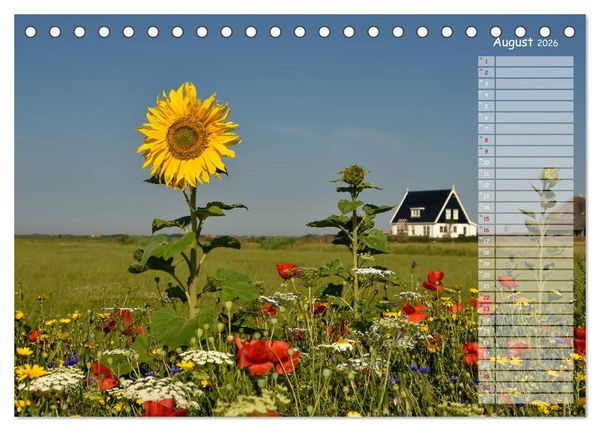 Produktbild: Ein Sommer auf Texel (Tischkalender 2026 DIN A5 quer), CALVENDO Monatskalender
