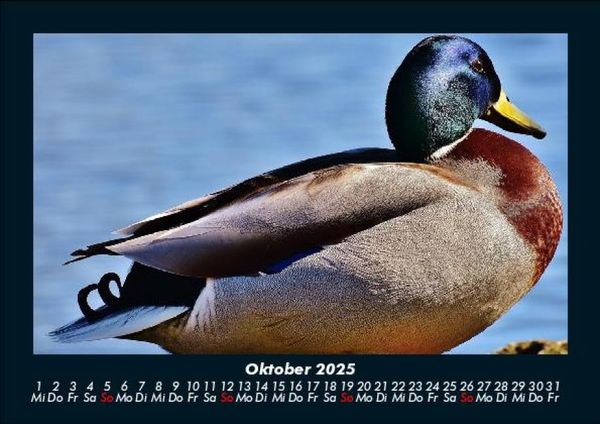 Produktbild: Enten 2025 Fotokalender DIN A5