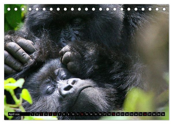 Produktbild: Berggorillas - die sanften Riesen (Tischkalender 2026 DIN A5 quer), CALVENDO Monatskalender