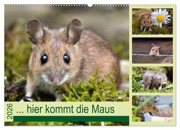 Produktbild: ... hier kommt die Maus ... (Wandkalender 2026 DIN A2 quer), CALVENDO Monatskalender