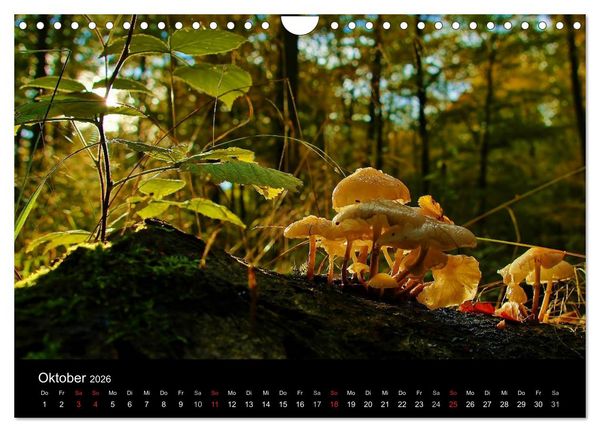 Produktbild: Faszination Wald. Waldimpressionen aus Nordhessen von Lutz Klapp (Wandkalender 2026 DIN A4 quer), CALVENDO Monatskalender