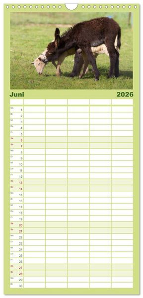 Produktbild: Familienplaner 2026 - Das Esel-Paradies - Hunde und andere Feunde mit 5 Spalten (Wandkalender, 21 x 45 cm) CALVENDO