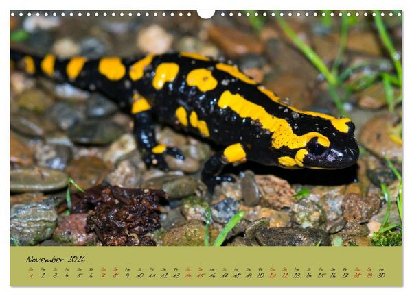 Produktbild: Feuersalamander - Liebenswerte Heimlichtuer (Wandkalender 2026 DIN A3 quer), CALVENDO Monatskalender