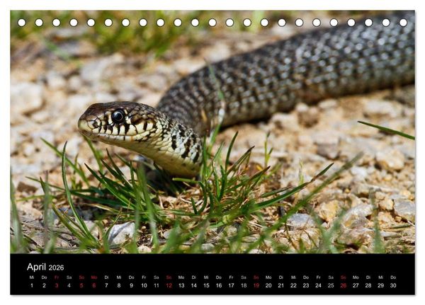 Produktbild: Reptilienkalender 2026 (Tischkalender 2026 DIN A5 quer), CALVENDO Monatskalender
