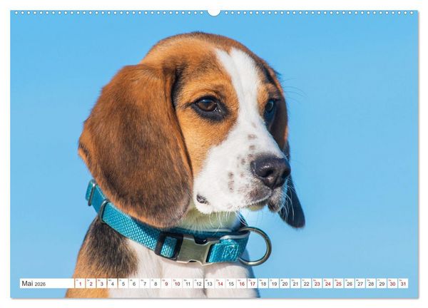 Produktbild: Unsere Freunde auf vier Pfoten - Hunde (Wandkalender 2026 DIN A2 quer), CALVENDO Monatskalender