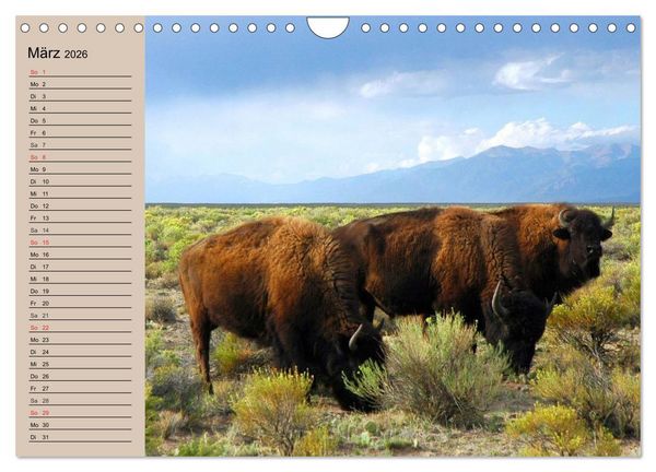 Produktbild: B&uuml;ffel. Wisent und Bison (Wandkalender 2026 DIN A4 quer), CALVENDO Monatskalender