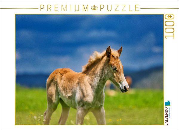 CALVENDO Puzzle Haflinger Fohlen | 1000 Teile Lege-Größe 64x48cm Foto-Puzzle für glückliche Stunden