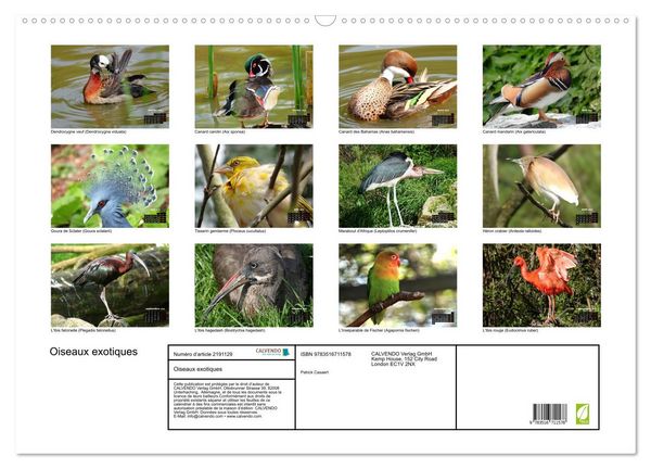 Produktbild: Oiseaux exotiques (Calendrier mural 2026 DIN A2 vertical), CALVENDO calendrier mensuel