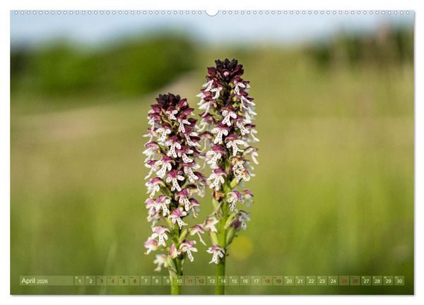 Produktbild: Orchideenzeit auf der Schw&auml;bischen Alb (hochwertiger Premium Wandkalender 2026 DIN A2 quer), Kunstdruck in Hochglanz