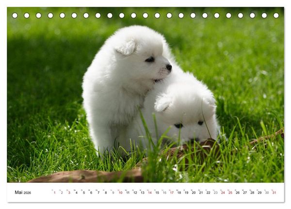 Produktbild: Samojeden Welpen (Tischkalender 2026 DIN A5 quer), CALVENDO Monatskalender