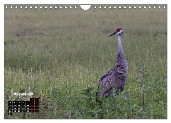 Produktbild: Floridas wunderbare Vogelwelt (Wandkalender 2026 DIN A4 quer), CALVENDO Monatskalender