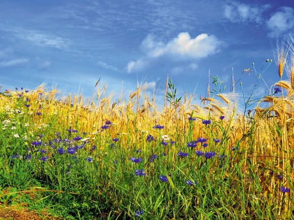 Produktbild: CALVENDO Puzzle Ein Motiv aus dem Kalender Kornblumen - Blaue Sch&ouml;nheiten 1000 Teile Puzzle quer | 1000 Teile Lege-Gr&ouml;&szlig;e 64 &times; 48 cm Foto-Puzzle f&uuml;r gl&uuml;ckliche Stunden