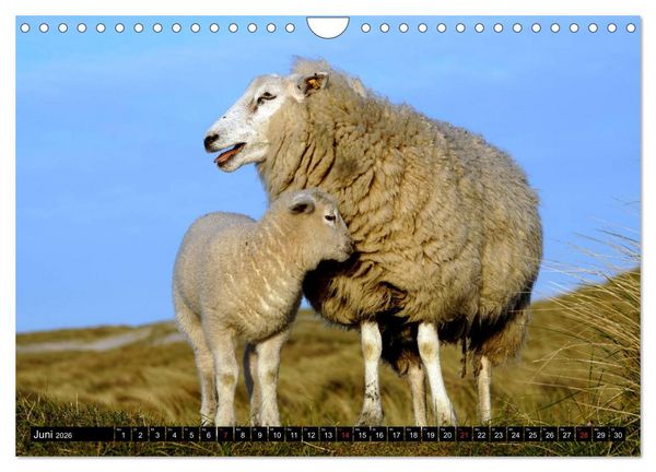 Produktbild: Sylt ist Meer (Wandkalender 2026 DIN A4 quer), CALVENDO Monatskalender