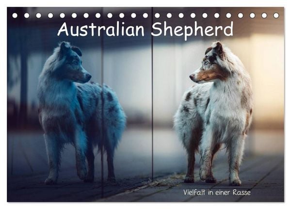 Produktbild: Australian Shepherd - Vielfalt in einer Rasse (Tischkalender 2026 DIN A5 quer), CALVENDO Monatskalender