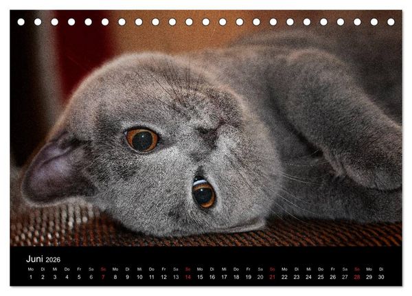Produktbild: B&auml;rige Schmusetiger - Britisch Kurzhaar / CH-Version (Tischkalender 2026 DIN A5 quer), CALVENDO Monatskalender