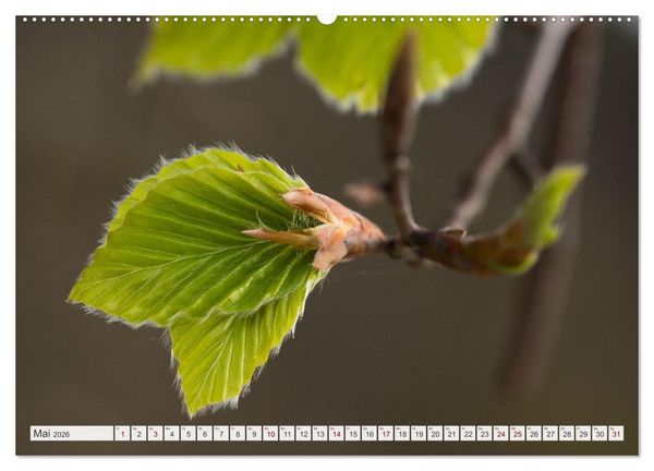 Produktbild: Feine Formen der Natur (hochwertiger Premium Wandkalender 2026 DIN A2 quer), Kunstdruck in Hochglanz