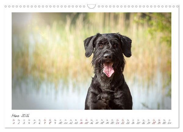 Produktbild: Riesenschnauzer - Treue Partner (Wandkalender 2026 DIN A3 quer), CALVENDO Monatskalender