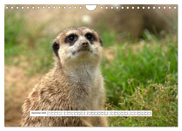Produktbild: Erdm&auml;nnchen - Die Kobolde im Tierreich (Wandkalender 2026 DIN A4 quer), CALVENDO Monatskalender