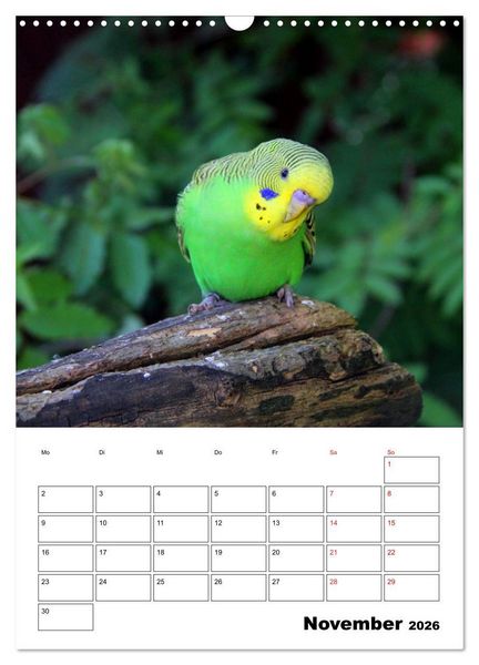 Produktbild: Der Wellensittich - mein bester Freund (Wandkalender 2026 DIN A3 hoch), CALVENDO Monatskalender
