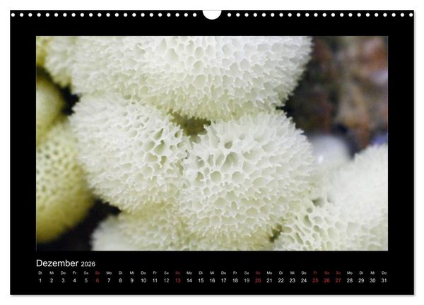 Produktbild: Pilze (Wandkalender 2026 DIN A3 quer), CALVENDO Monatskalender