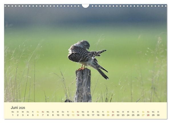 Produktbild: Im Revier der Falken (Wandkalender 2026 DIN A3 quer), CALVENDO Monatskalender