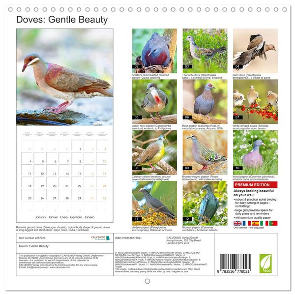 Produktbild: Doves: Gentle Beauty (Wall Calendar 2027 12 &times; 12 Inch) CALVENDO 12 Month Wall Calendar