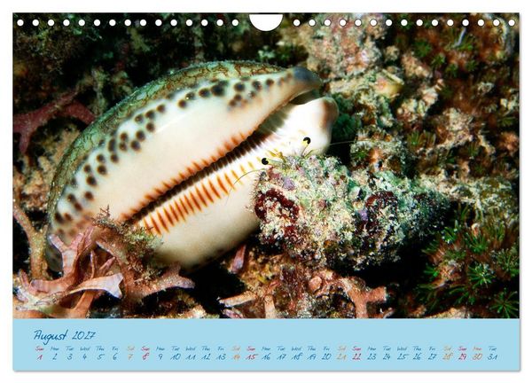 Produktbild: Sea Slugs - Little Wonders - Pure Beauties (Wall Calendar 2027 DIN A4 landscape), CALVENDO 12 Month Wall Calendar