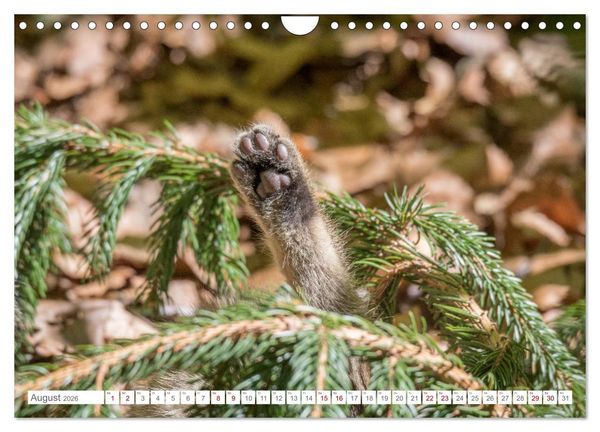 Produktbild: Wildkatzen - die anmutigsten Raubiere in Europa. (Wandkalender 2026 DIN A4 quer), CALVENDO Monatskalender