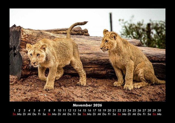 Produktbild: Welt der Tiere 2026 Fotokalender DIN A3