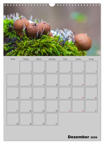Produktbild: Quer durch die Pilze (Wandkalender 2026 DIN A3 hoch), CALVENDO Monatskalender
