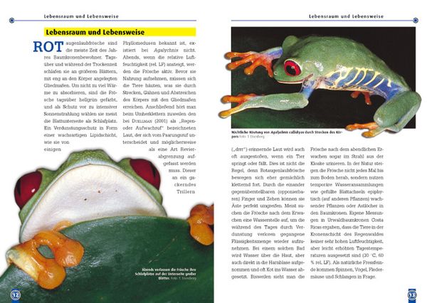Produktbild: Der Rotaugenlaubfrosch