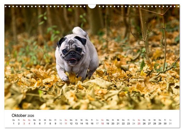 Produktbild: Mein Hundekalender 2026 (Wandkalender 2026 DIN A3 quer), CALVENDO Monatskalender