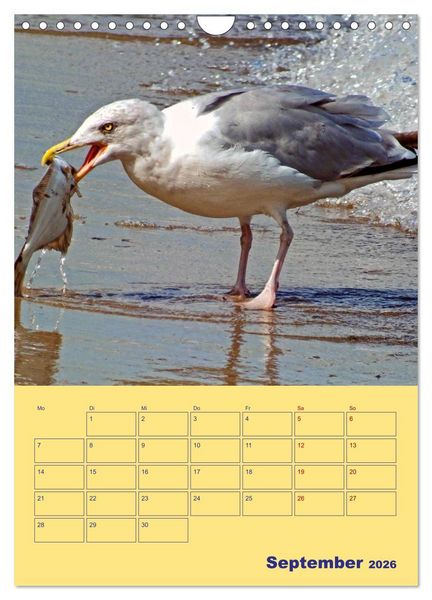 Produktbild: Sehnsuchtsort Warnem&uuml;nde (Wandkalender 2026 DIN A4 hoch), CALVENDO Monatskalender