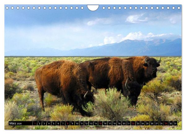 Produktbild: Wisent und Bison (Wandkalender 2026 DIN A4 quer), CALVENDO Monatskalender