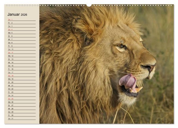 Produktbild: L&ouml;wen. Majest&auml;tische Kraft (Wandkalender 2026 DIN A2 quer), CALVENDO Monatskalender