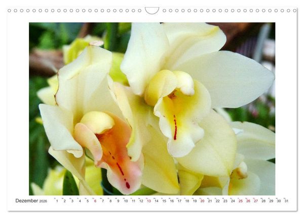 Produktbild: Orchideen Feuerwerk der Farben (Wandkalender 2026 DIN A3 quer), CALVENDO Monatskalender