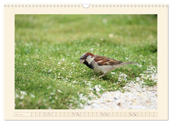Produktbild: Freche Spatzen (Wandkalender 2026 DIN A3 quer), CALVENDO Monatskalender