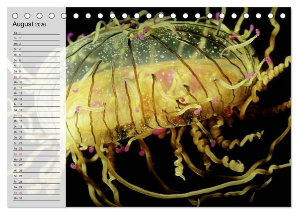 Produktbild: Quallen. Die Welt der Medusen (Tischkalender 2026 DIN A5 quer), CALVENDO Monatskalender