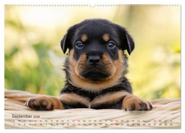 Produktbild: Hunde 2026 - Treue Begleiter (Wandkalender 2026 DIN A2 quer), CALVENDO Monatskalender